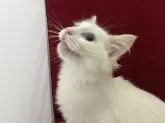 ラグドール【富山県・男の子・2024年3月24日・クリームポイント】の写真2