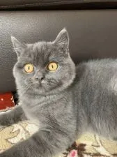 ブリティッシュショートヘア【富山県・男の子・2019年9月21日・ブルー】の写真2