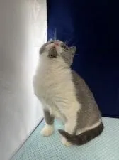 ブリティッシュショートヘア【富山県・男の子・2021年9月27日・ブルーホワイト】の写真3