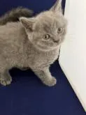 ブリティッシュショートヘア【富山県・男の子・2022年8月15日・ブルー】の写真3