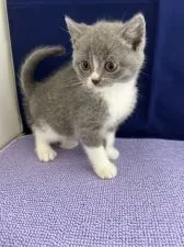 ブリティッシュショートヘア【富山県・男の子・2021年9月27日・ブルーホワイト】の写真3