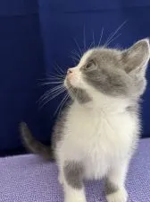 ブリティッシュショートヘア【富山県・男の子・2021年9月27日・ブルーホワイト】の写真4