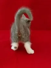 ラグドール×ブリティッシュショートヘアーのミックス【富山県・女の子・2018年4月5日・ブルーホワイト】の写真4