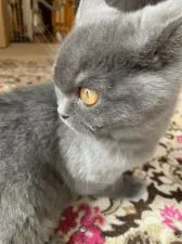 ブリティッシュショートヘア【富山県・男の子・2019年9月21日・ブルー】の写真4