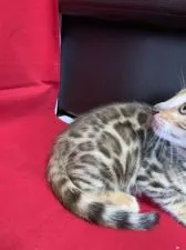 ベンガル【富山県・女の子・2020年3月3日・ブラウンスポテットタビー】の写真4