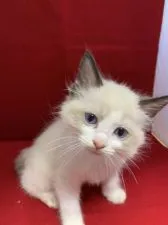 ラグドール【富山県・男の子・2019年9月7日・ブルーポイントバイカラー】の写真5