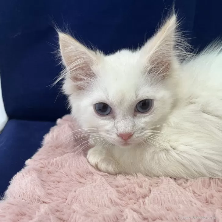 ID：2501-01279の子猫