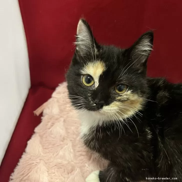 マンチカン(長足)【富山県・女の子・2025年7月22日・キャリコ】の写真1