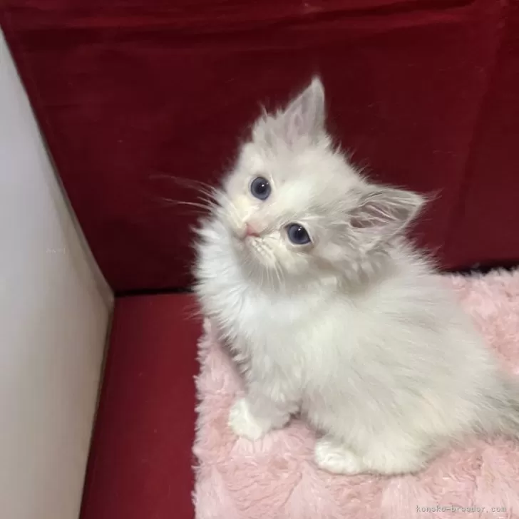 ID:2501-01282の子猫