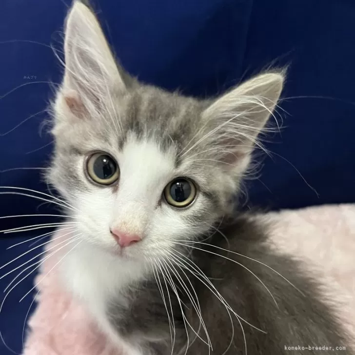 ノルウェージャンフォレストキャット【富山県・男の子・2025年8月4日・ブルーホワイト】の写真1