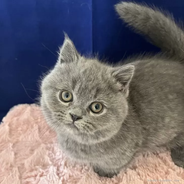 ID:2503-01754の子猫