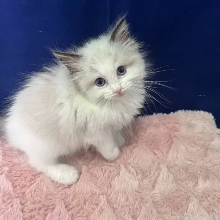 ID:2506-01694の子猫