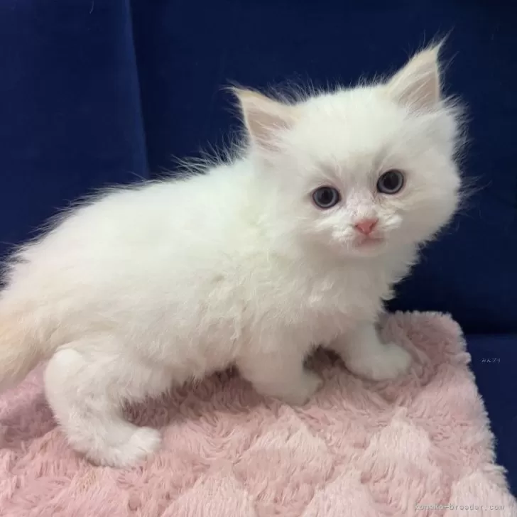 ID:2502-01668の子猫
