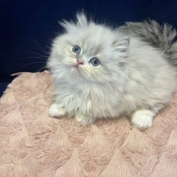 マンチカン(短足)【富山県・男の子・2025年9月23日・ブルーポイント】の写真「可愛い男の子👦」