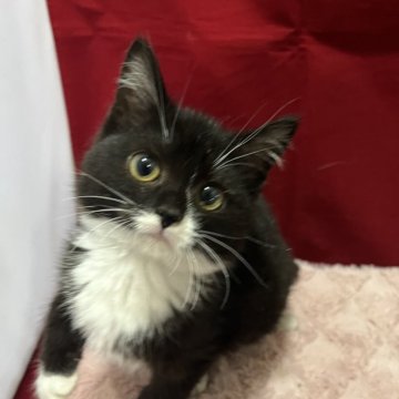 マンチカン(長足)【富山県・女の子・2025年7月22日・ブラックホワイト】の写真「可愛い女の子」