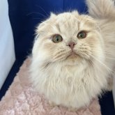 フォールデックス