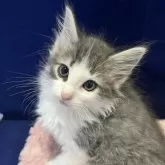 ノルウェージャンフォレストキャット