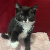 マンチカン(長足)