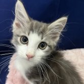 ノルウェージャンフォレストキャット