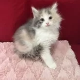 ノルウェージャンフォレストキャット