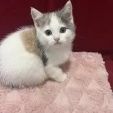 マンチカン(長足)