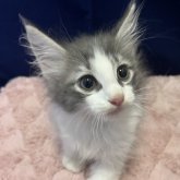 ノルウェージャンフォレストキャット