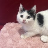 マンチカン(長足)