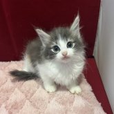 ノルウェージャンフォレストキャット