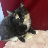 マンチカン(長足)