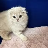 フォールデックス