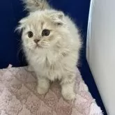 フォールデックス【富山県・男の子・2025年8月1日・クリーム(ロングヘア)】の写真2