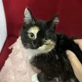 マンチカン(長足)【富山県・女の子・2025年7月22日・キャリコ】の写真2