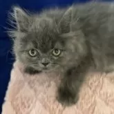 フォールデックス【富山県・男の子・2025年8月1日・ブルー(ロングヘア)】の写真2