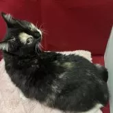 マンチカン(長足)【富山県・女の子・2025年7月22日・キャリコ】の写真3