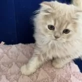 フォールデックス【富山県・男の子・2025年8月1日・クリーム(ロングヘア)】の写真3