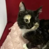 マンチカン(長足)【富山県・女の子・2025年7月22日・キャリコ】の写真4