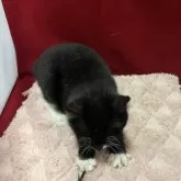 マンチカン(長足)【富山県・女の子・2025年7月22日・ブラックホワイト】の写真4