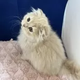 フォールデックス【富山県・男の子・2025年8月1日・クリーム(ロングヘア)】の写真5