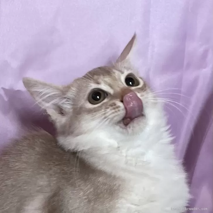 ID:2411-01621の子猫