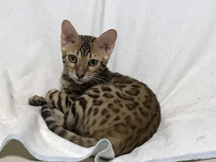 ID：1705-00264の子猫