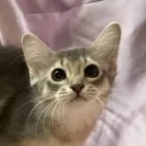 ソマリ【東京都・女の子・2023年12月11日・ブルー】の写真1