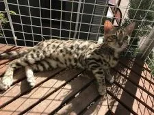 ベンガル【東京都・男の子・2016年9月20日・ブラウンスポット】の写真1