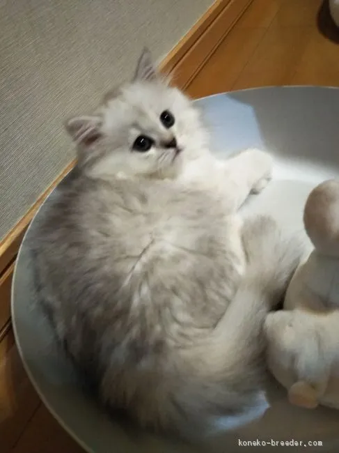 ID：1907-01669の子猫