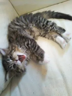 ID：1805-01602の子猫