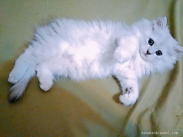 ID：1809-00396の子猫