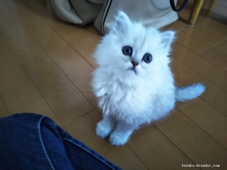 ID：2001-00152の子猫