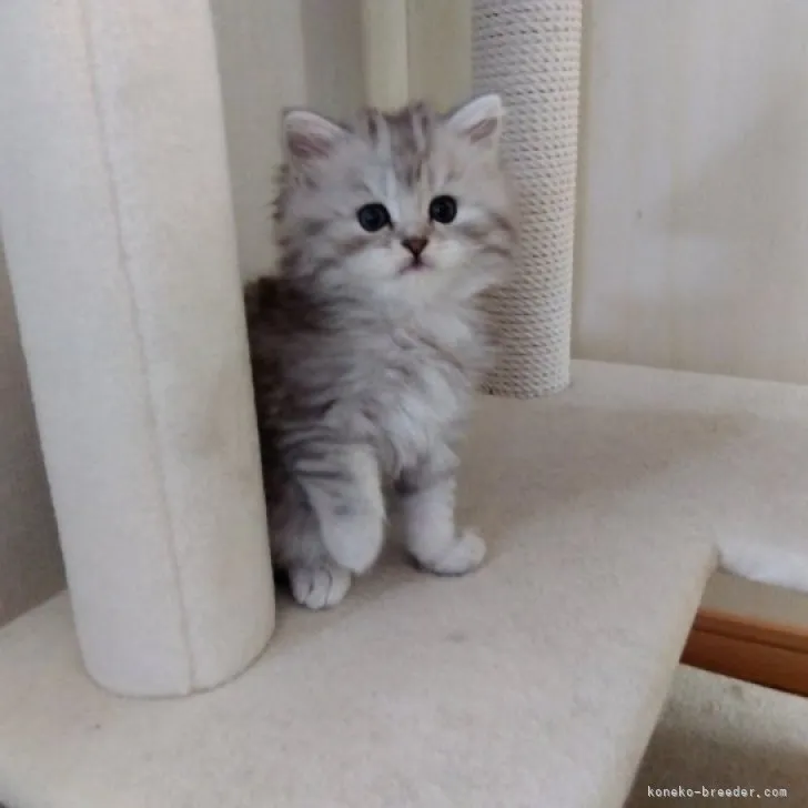 ID：2305-00889の子猫