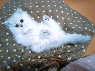 ID:1812-00115の子猫