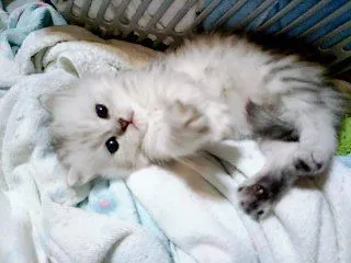 ID:1808-00225の子猫