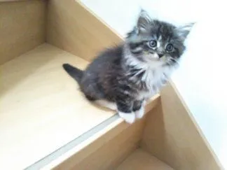 ID：1805-01601の子猫